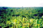 Ongdon0002.jpg