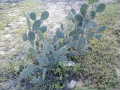 P1010023.jpg