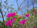 IMGP0887.jpg