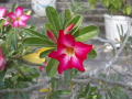 IMGP0961.jpg