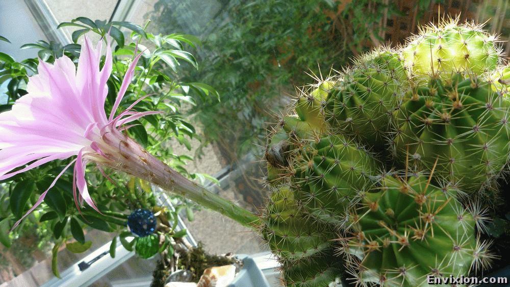../USA/california/cactus_flower/pix/P1070448.JPG