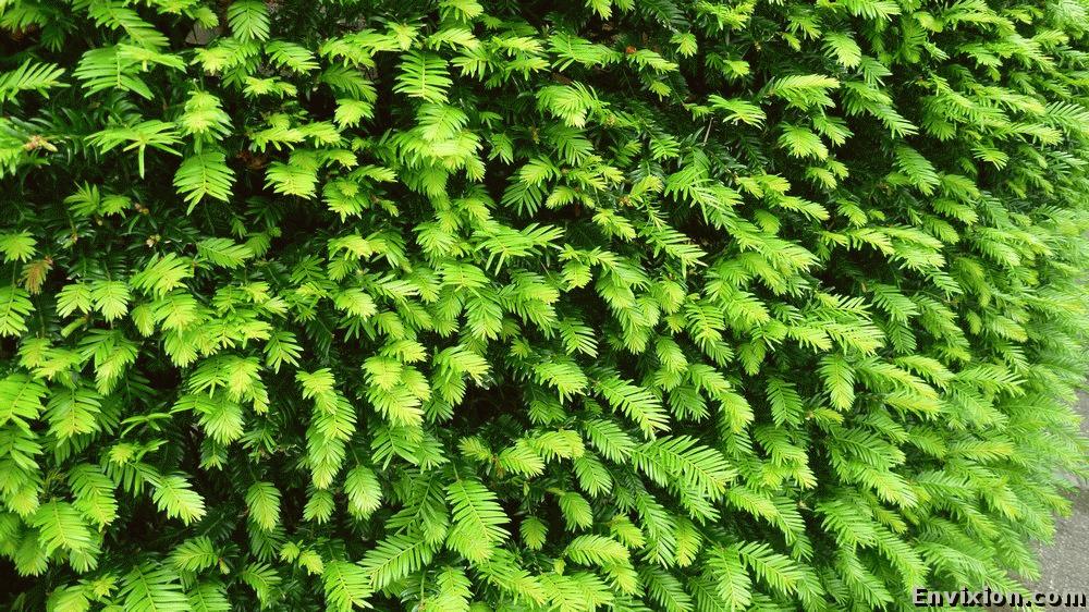 ../USA/california/san_francisco/japanese_tea_garden/pix/P1060828.JPG