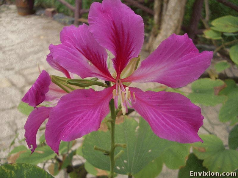 ../vietnam/ba_ria/ba_ria_2006/binh_chau/pix/CIMG4373.JPG