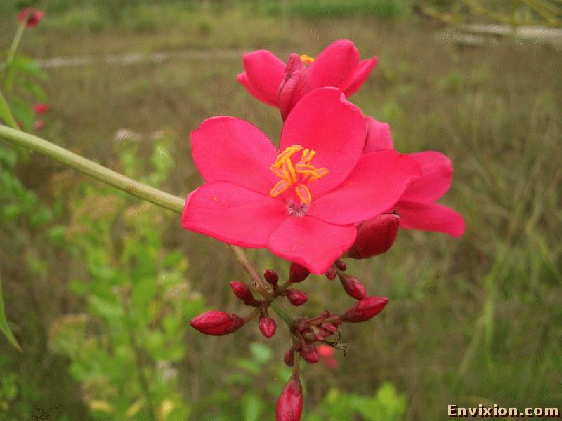 ../vietnam/ba_ria/ba_ria_2006/binh_chau/pix/CIMG4401.JPG