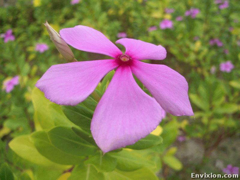 ../vietnam/ba_ria/ba_ria_2006/binh_chau/pix/CIMG4413.JPG