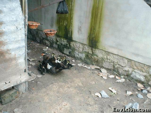 ../vietnam/ba_ria/the_hood/pix/P1010177.jpg