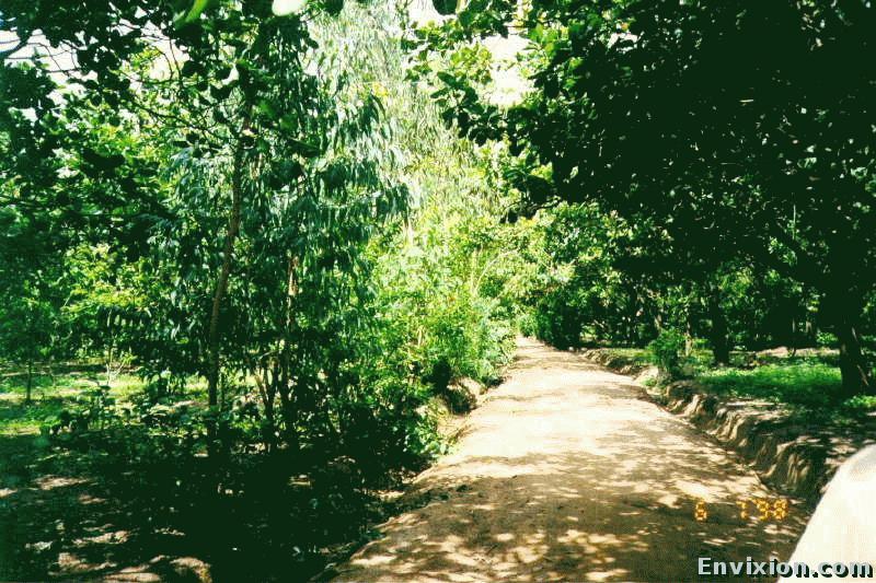 ../vietnam/dong_nai/pix/Ongdon0032.jpg