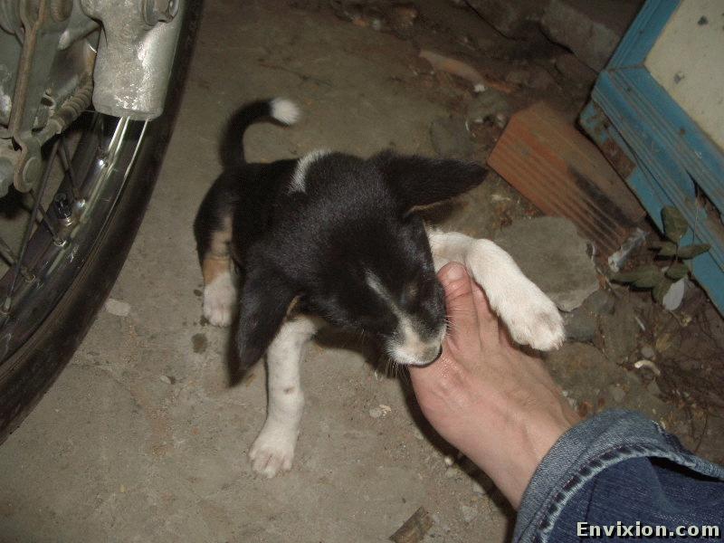 ../vietnam/vung_tau/vung_tau_2005/little_dog/pix/IMGP1157.jpg
