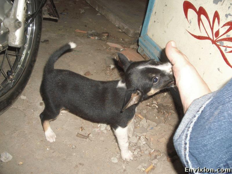 ../vietnam/vung_tau/vung_tau_2005/little_dog/pix/IMGP1158.jpg