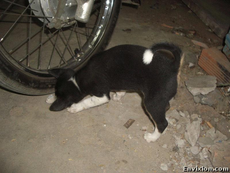 ../vietnam/vung_tau/vung_tau_2005/little_dog/pix/IMGP1161.jpg