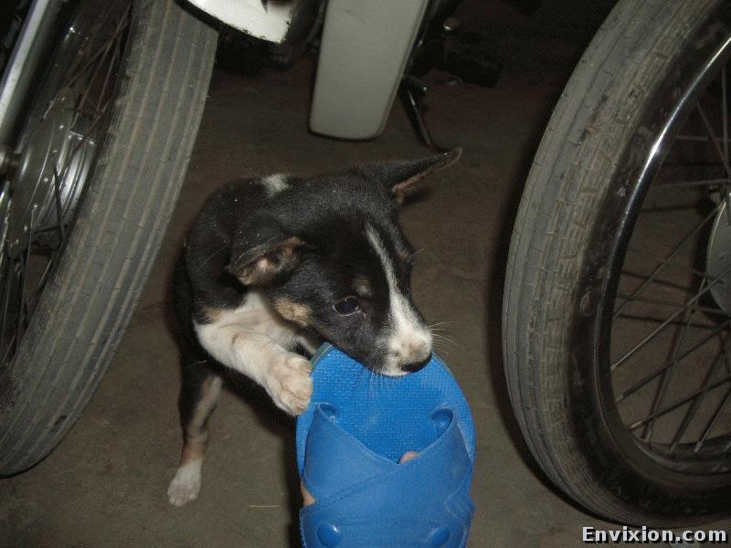 ../vietnam/vung_tau/vung_tau_2005/little_dog/pix/IMGP1164.jpg